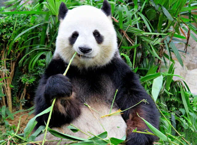 День рождения Всемирного фонда дикой природы (WWF)*