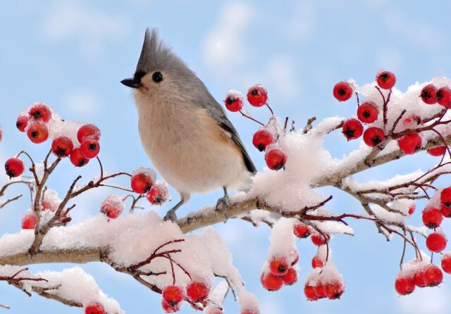 День орнитолога в России День орнитолога в России