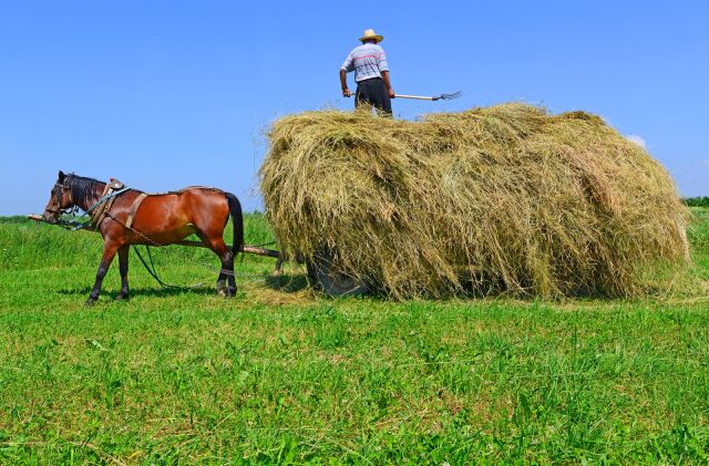 День Снопа Велеса День Снопа Велеса