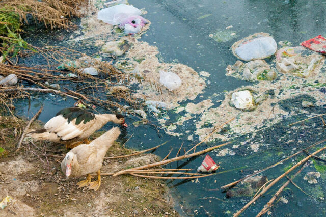 Международный день очистки водоемов в России Международный день очистки водоемов в России