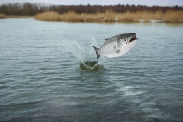 Водопол — именины Водяного Водопол — именины Водяного