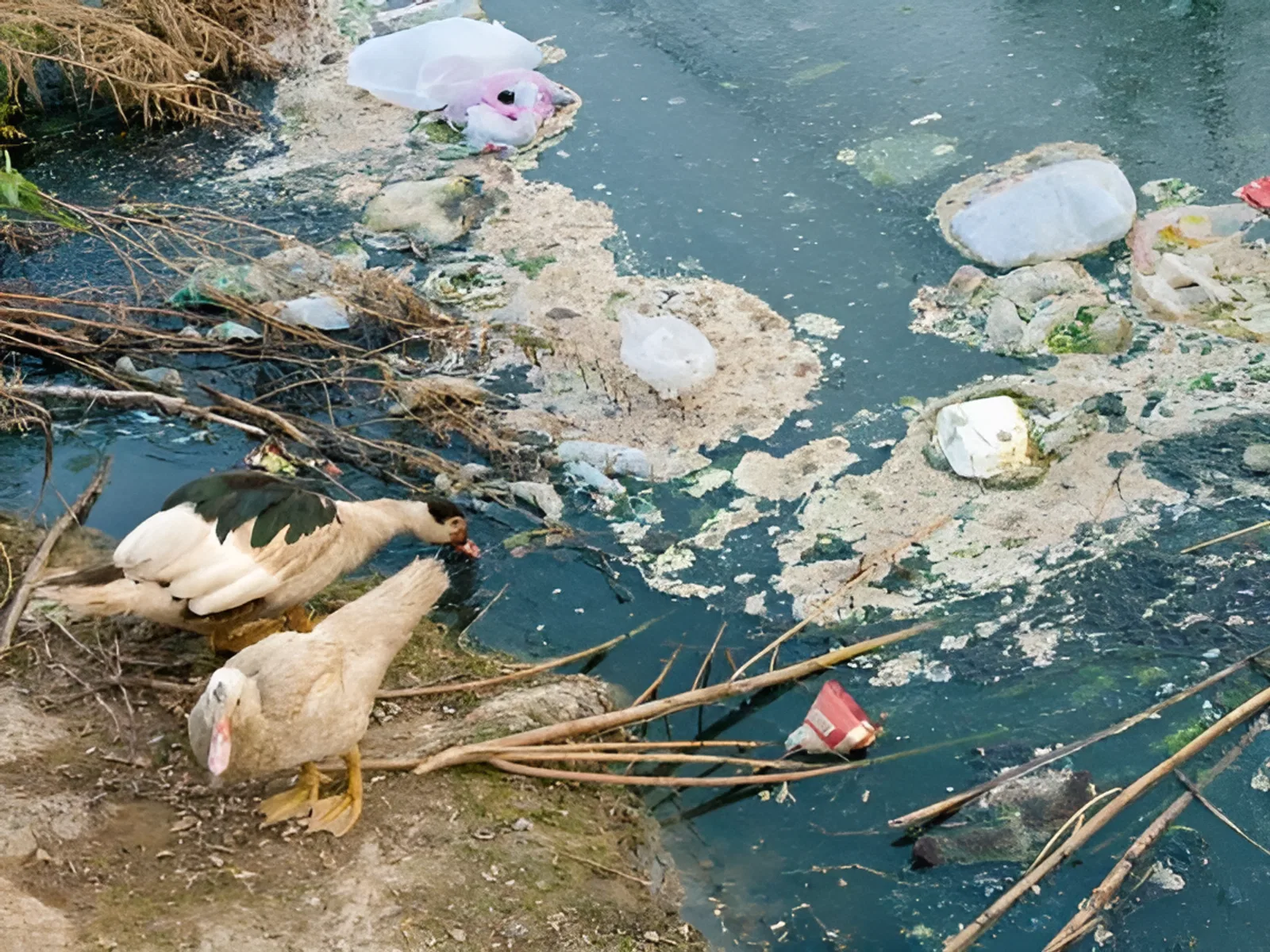 Международный день очистки водоемов в России Международный день очистки водоемов в России