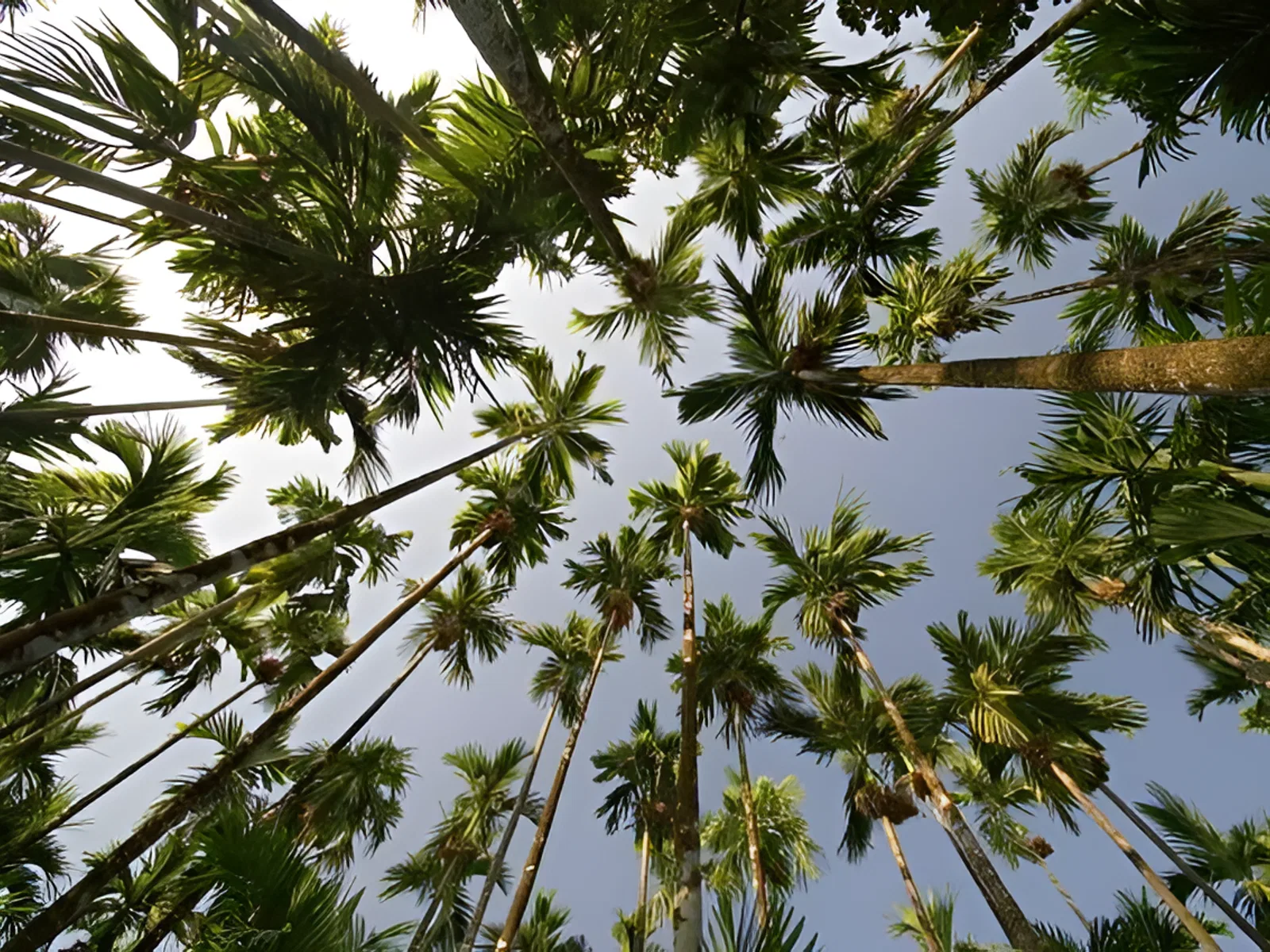 Папамочани Экадаши