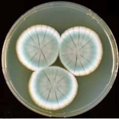 Микроскопический снимок плесени Penicillium — именно из подобных грибов Александр Флеминг впервые выделил пенициллин