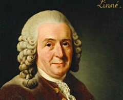 Карл Линней (23 мая 1707 - 10 января 1778) , шведский врач и натуралист, создатель единой системы растительного и животного мира Карл Линней (23 мая 1707 - 10 января 1778) , шведский врач и натуралист, создатель единой системы растительного и животного мира
